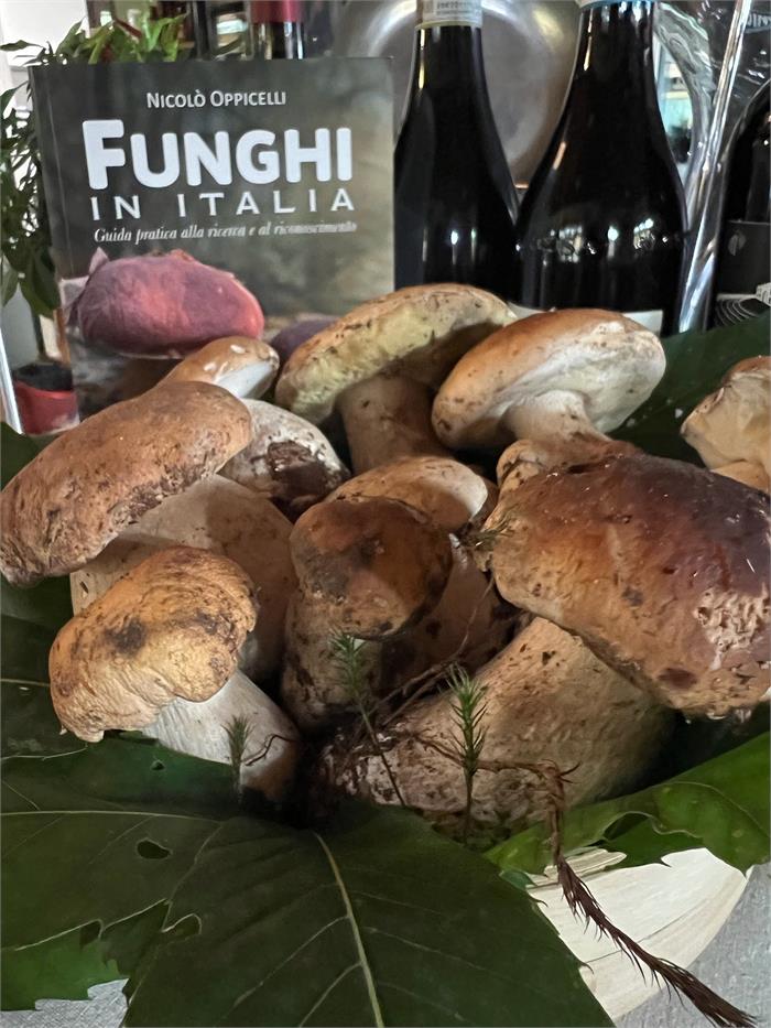 🍄  Settembre e Ottobre: Mese dei Funghi Porcini