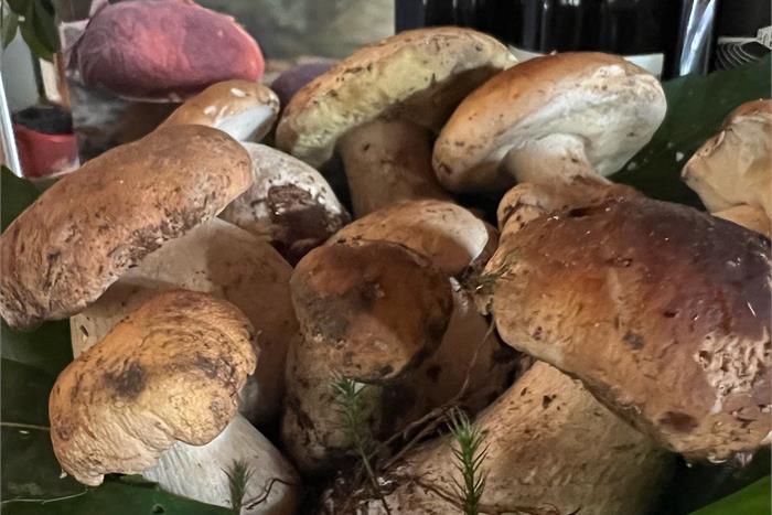 🍄  Settembre e Ottobre: Mese dei Funghi Porcini